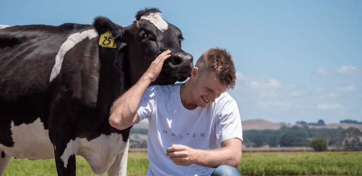 “If you’ve got a dairy cow, it should have a collar on it”: Halter bags ...