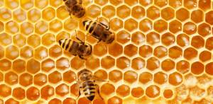 Dancing robot honeybees are being developed to save the hives
