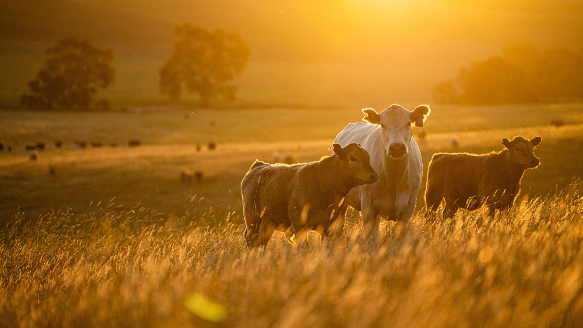 Trump’s tariffs: Australia’s beef producers stand firm in trade battle