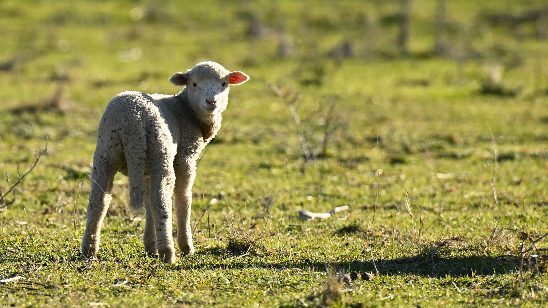 Sheep to chic: Country Road’s climate fund-backed project spins yarn from leftover wool