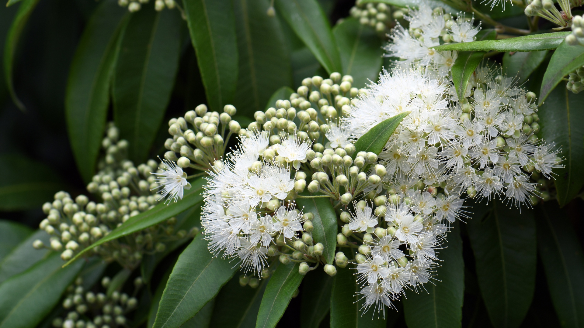 Bush to bestseller: Small businesses are leading Australia’s native botanicals export boom