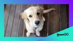 Smart50 star Mad Paws secures $62 million buyout deal