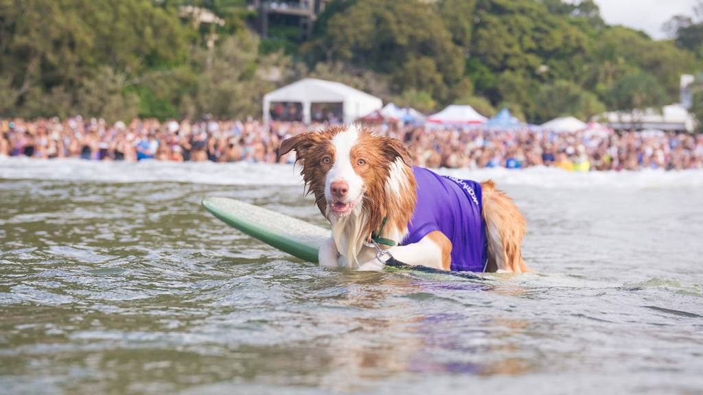 dog on surfboard in front of crowd