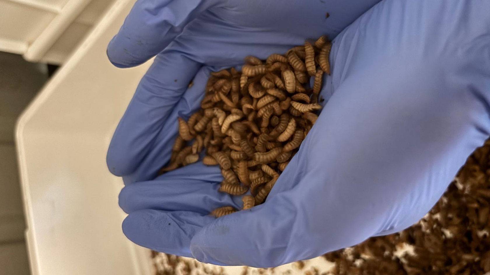 Businesses We Love: How Green Knott is using insects to tackle Australia's $36 billion food waste problem