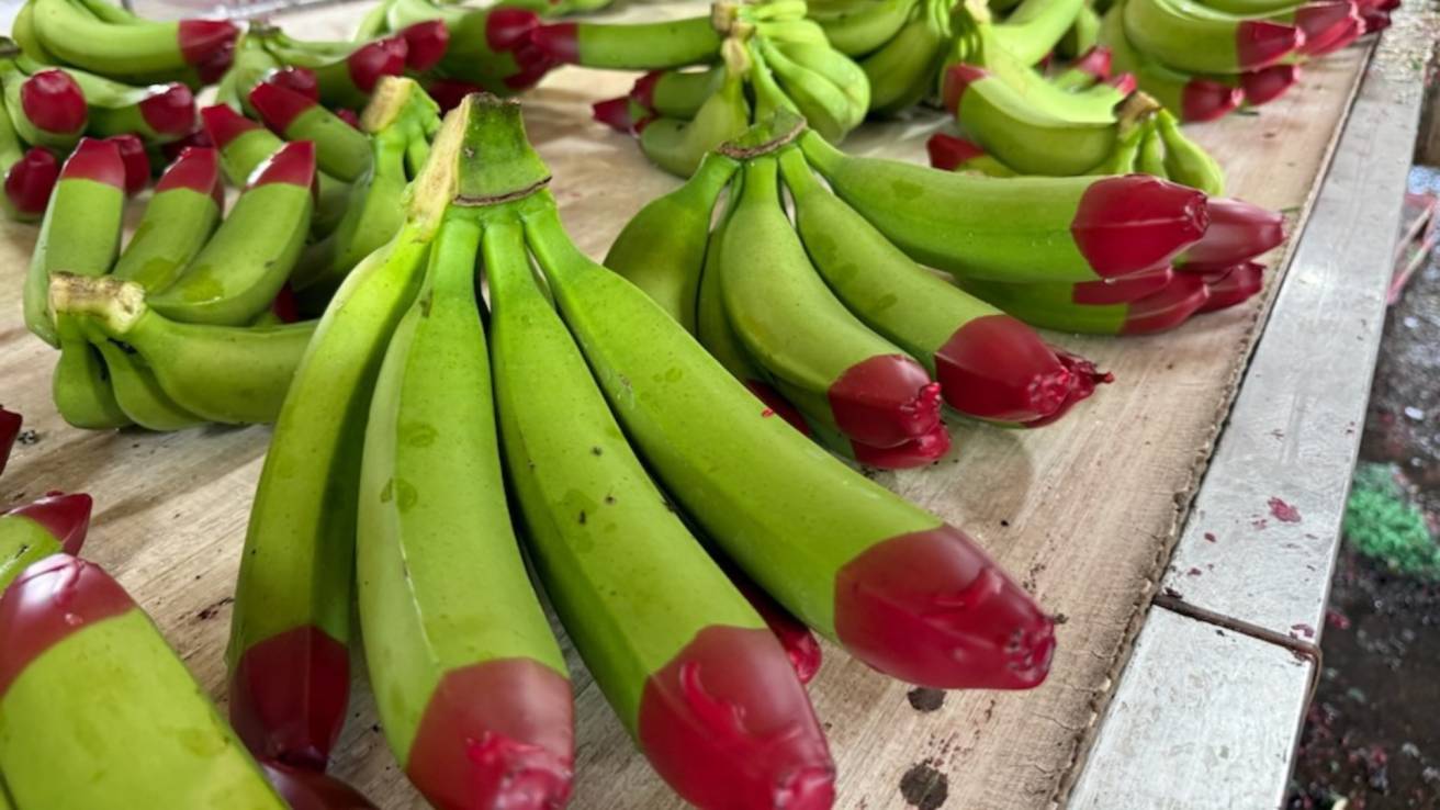 Queensland's red-tipped bananas hit Japan as novelty meets premium produce