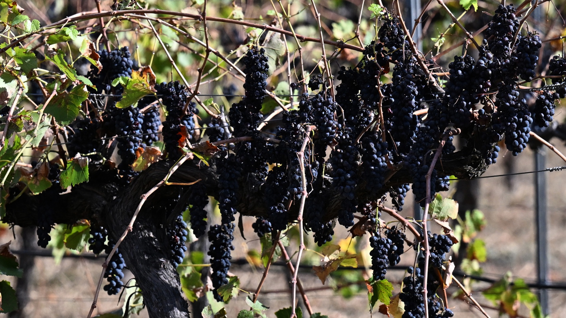 Government puts the squeeze on dodgy wine deals through new consultation