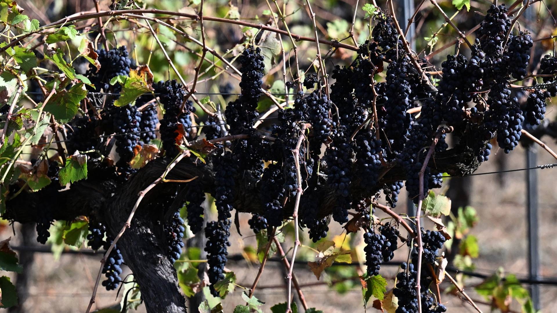 Government puts the squeeze on dodgy wine deals through new consultation