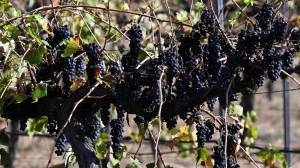 Government puts the squeeze on dodgy wine deals through new consultation